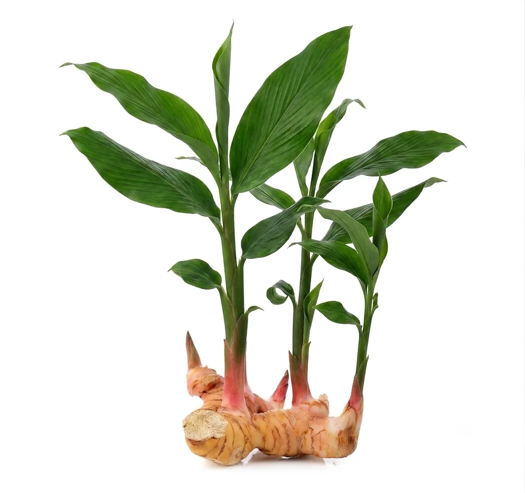 Galangal plant and rhizome shown as an owner-supplied botanical reference